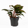 Аглаонема (Aglaonema) 10'