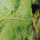 Рыба-игла (Microphis brachyurus)