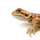 Агама бородатая hypo Leatherback S