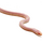 Королевская змея, Californiae Albino Stripe