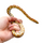 Маисовый полоз Toffee ML