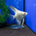 Скалярия белый жемчуг S (Pterophyllum scalare)
