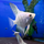 Скалярия белый жемчуг S (Pterophyllum scalare)