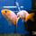 Золотая рыбка Ранчу ассорти М (Carassius auratus)