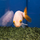Золотая рыбка Ранчу ассорти М (Carassius auratus)