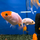 Золотая рыбка Ранчу ассорти М (Carassius auratus)