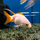Золотая рыбка Ранчу ассорти М (Carassius auratus)