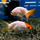 Золотая рыбка Ранчу ассорти М (Carassius auratus)