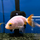 Золотая рыбка Ранчу ассорти М (Carassius auratus)