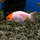 Золотая рыбка Ранчу ассорти М (Carassius auratus)