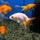 Золотая рыбка Ранчу ассорти М (Carassius auratus)