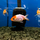 Золотая рыбка Ранчу ассорти М (Carassius auratus)