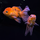 Золотая рыбка Оранда роза хвост L (Carassius auratus var.)