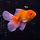 Золотая рыбка Оранда роза хвост L (Carassius auratus var.)