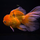 Золотая рыбка Оранда роза хвост L (Carassius auratus var.)