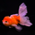 Золотая рыбка Оранда роза хвост L (Carassius auratus var.)