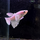 Петушок плакат халфмун Дамбо платиновый (самец) (Betta splendens Plakat)