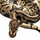 Королевский питон (Leopard het Clown)