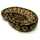 Королевский питон (Mojave Pastel), M Королевский питон (Mojave Pastel), M