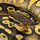 Королевский питон (Mojave Pastel), M Королевский питон (Mojave Pastel), M