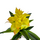 Гузмания искусственная желтая, 25 см