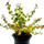 Аммания Бонсай (в горшке) (Ammania Bonsai) Аммания Бонсай (в горшке) (Ammania Bonsai)