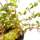 Аммания Бонсай (в горшке) (Ammania Bonsai) Аммания Бонсай (в горшке) (Ammania Bonsai)