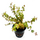 Аммания Бонсай (в горшке) (Ammania Bonsai) Аммания Бонсай (в горшке) (Ammania Bonsai)