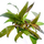 Гигрофила сиамская (в горшке) (Hygrophila corymbosa Siamensis) Гигрофила сиамская (в горшке) (Hygrophila corymbosa Siamensis)