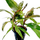 Гигрофила сиамская (в горшке) (Hygrophila corymbosa Siamensis) Гигрофила сиамская (в горшке) (Hygrophila corymbosa Siamensis)