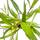 Гигрофила гвианская (с грузом) (Hygrophila guianensis) Гигрофила гвианская (с грузом) (Hygrophila guianensis)