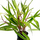 Гигрофила гвианская (с грузом) (Hygrophila guianensis) Гигрофила гвианская (с грузом) (Hygrophila guianensis)