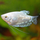 Гурами перламутровый ML (Trichopodus trichopterus)