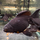 Золотая рыбка Телескоп черный XL (Carassius auratus var.)