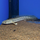 Полиптерус Ансорга (Polypterus ansorgii)