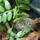 Террариумный комплект "Туманный лес"