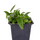 Филодендрон (Philodendron wend imbe)