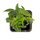 Филодендрон (Philodendron wend imbe)