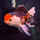 Золотая рыбка Оранда роза хвост XL (Carassius auratus var.)