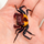 Краб Вампир триколор (самец) (Geosesarma sp. Tricolor)
