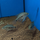 Цихлазома Бокура (Cichlasoma bocourti)
