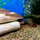 Барбус линейный (Desmopuntius johorensis)