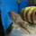 Тетрадон фахака M (Tetraodon lineatus)