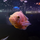 Астронотус супер красный M (Astronotus ocellatus)