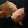 Астронотус супер красный M (Astronotus ocellatus)