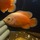 Астронотус супер красный M (Astronotus ocellatus)