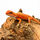 Агама бородатая Red Hypo Translucent