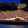 Сом Акантикус адонис альбинос L155 (Acanthicus adonis albino)