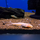 Сом Акантикус адонис альбинос L155 (Acanthicus adonis albino)