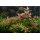 Гигрофила Узорчатая (Hygrophila rosanervis), с грузом